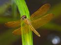 Perithemis electra (Golden Amberwing) male-3.jpg
